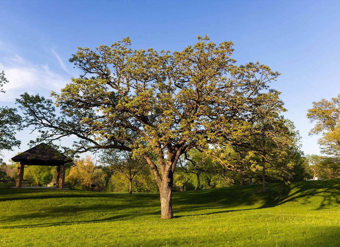 Ada, MN - Oak Tree in Suburban Park, Green Space, Minnesota